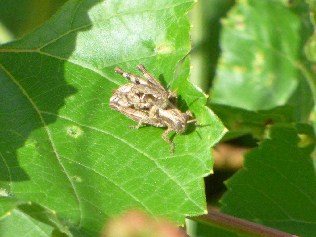 Pezotettix giornae (Acrididae) in accoppiamento